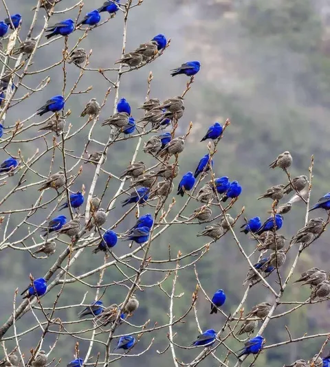 A Rare Glimpse of Grandalas: The Striking Blue Songbirds Perched Gracefully in the Himalayan Trees