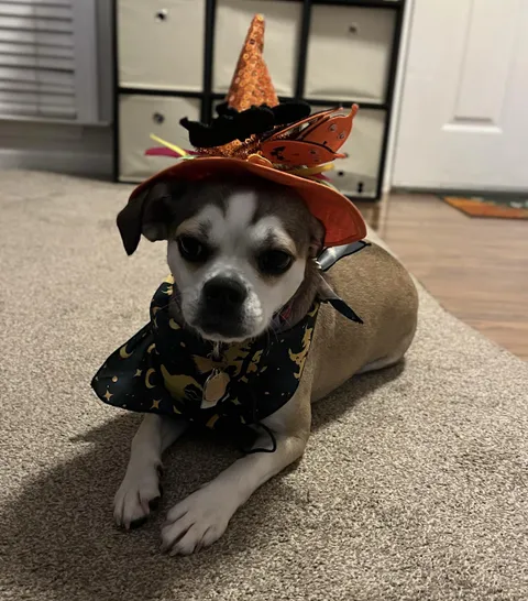 My dog is named Pumpkin because the white on her face looks like a pumpkin. 