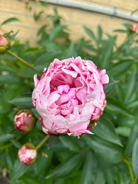 You can imagine my joy upon discovering our newly bought house has a peony plant in the backyard 😍