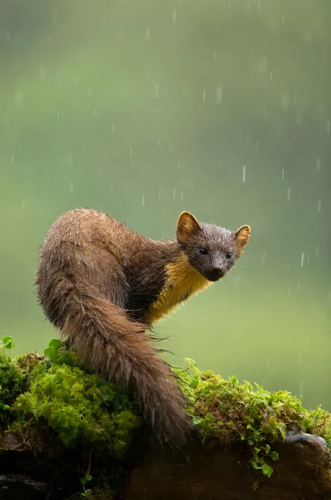 🔥 A Pine Marten in the Rain, photo by Danny Green