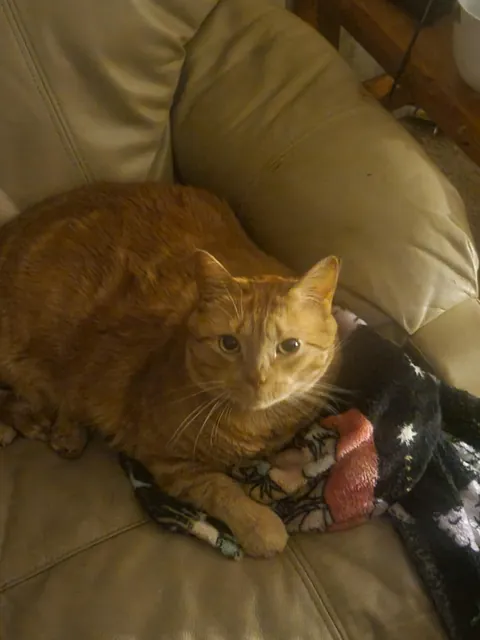 Orange Joe has crossed the rainbow bridge.