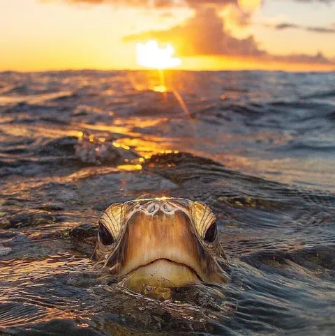 🔥 Coming Up for Air 🔥