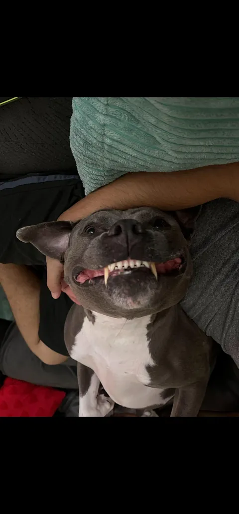 [Oc] - my girl is 50% blue and 50% vampire. She says hi