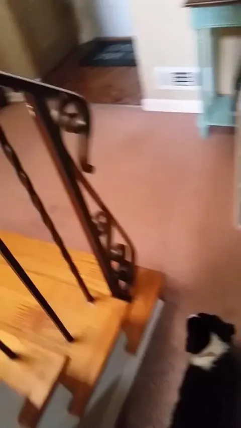 One whole minute of a deaf Kitty getting excited that her owner is home