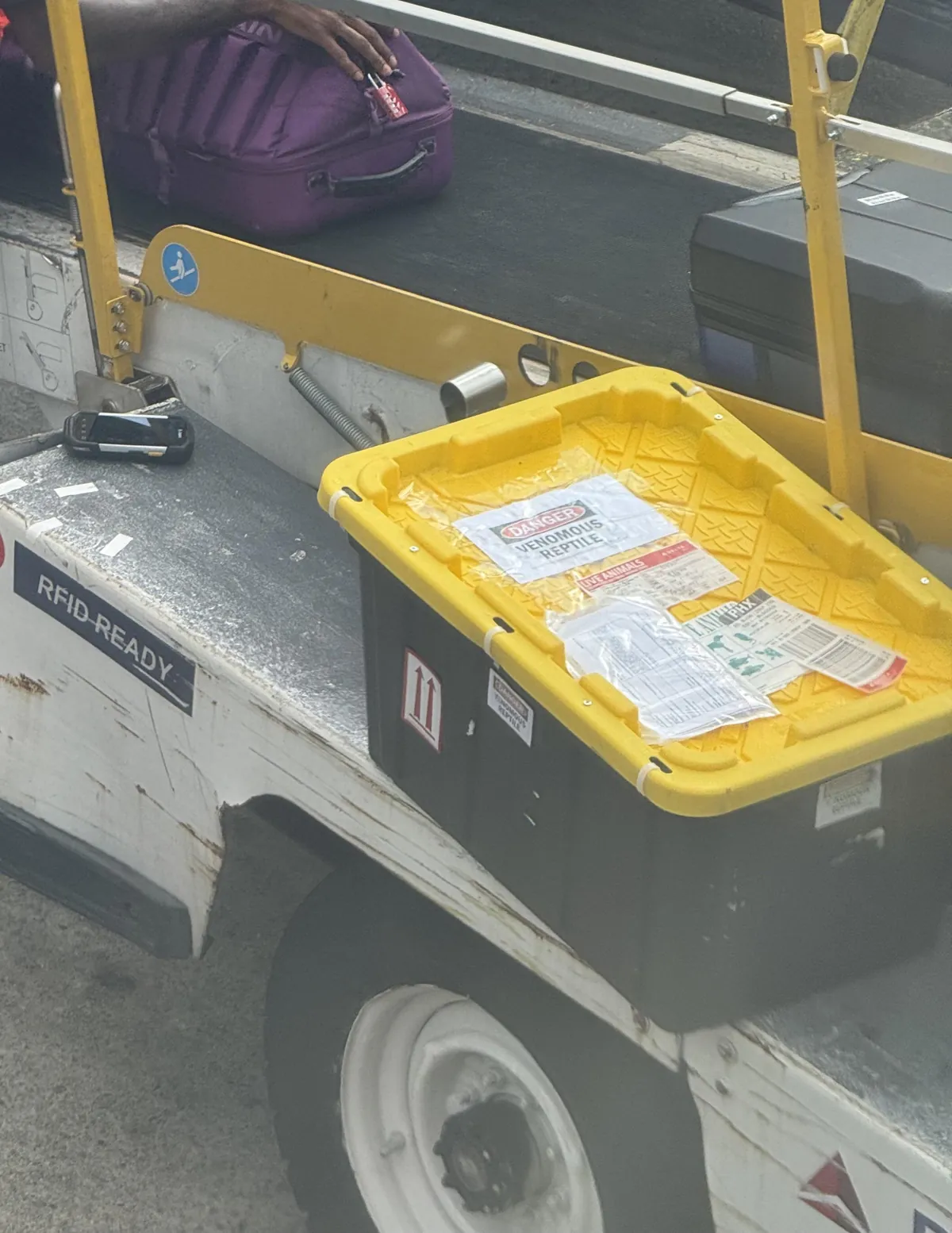 There were snakes on my plane!