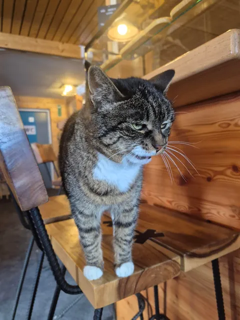 I went on a mountain hike in France and we met so many adorable beasties 😍