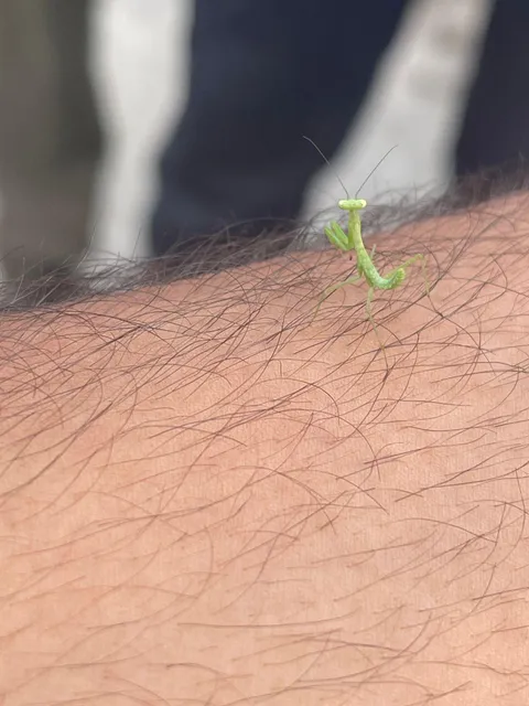 🔥There was a baby Praying Mantis on my arm (nymph).