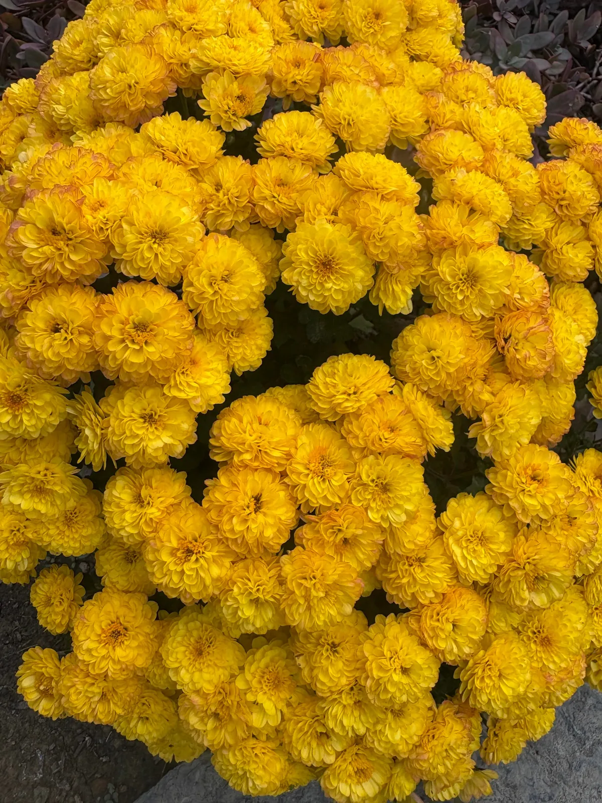 Planted mums in the ground last fall and they have quadrupled in size!!!