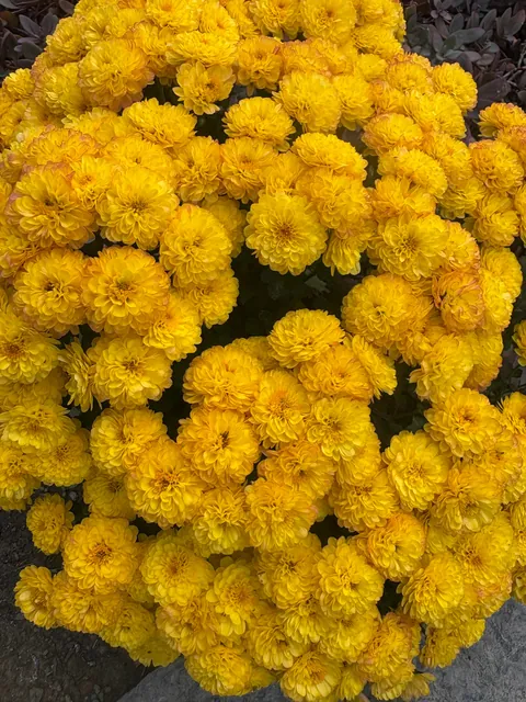 Planted mums in the ground last fall and they have quadrupled in size!!!