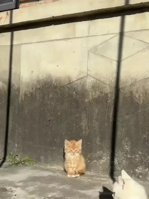 Yawn level: Majestic