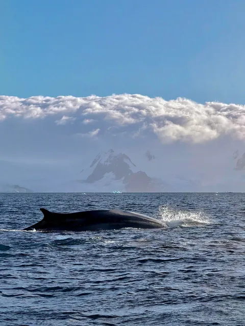 10 days in Antarctica: Wildlife, the Drake Passage and what the expedition was like [OC]