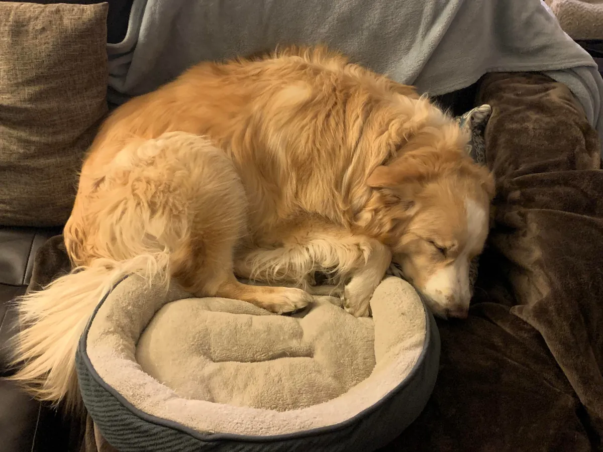 This is Luna, my soul dog🥰  From 1 week to 7.5 years old—she’s a sweet and complicated girl and I love her! ❤️