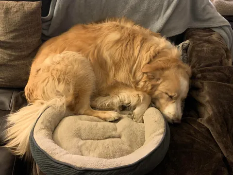 This is Luna, my soul dog🥰  From 1 week to 7.5 years old—she’s a sweet and complicated girl and I love her! ❤️