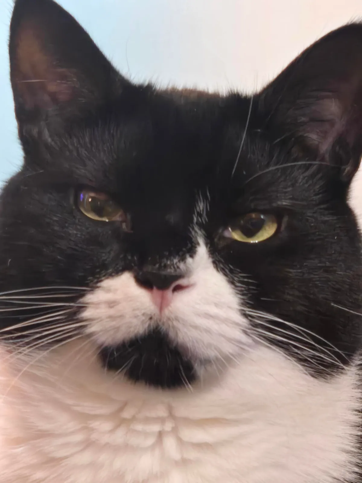 People like my Boi sprig, so i decided to show more. Enjoy