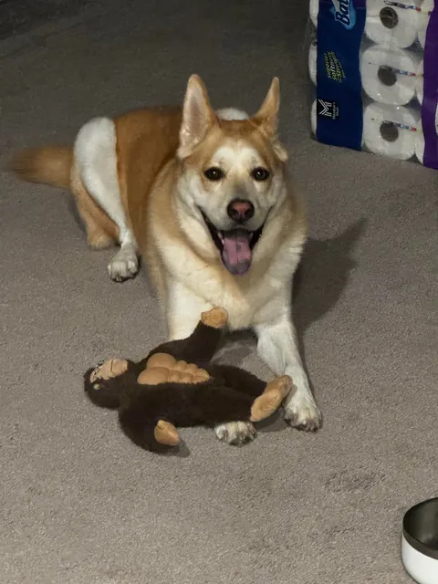 Biscuit turns 5 today! happy birthday to the goodest boi ever!!