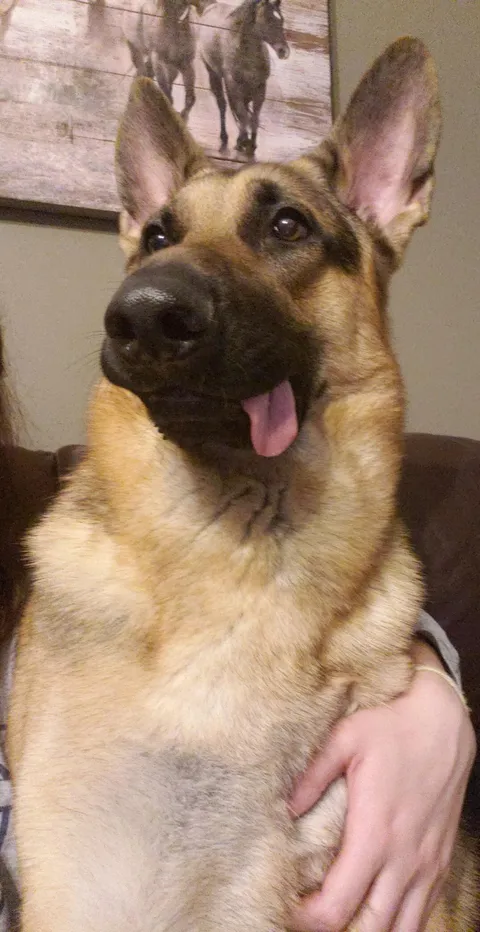 Behold, our majestic German Shepherd.
