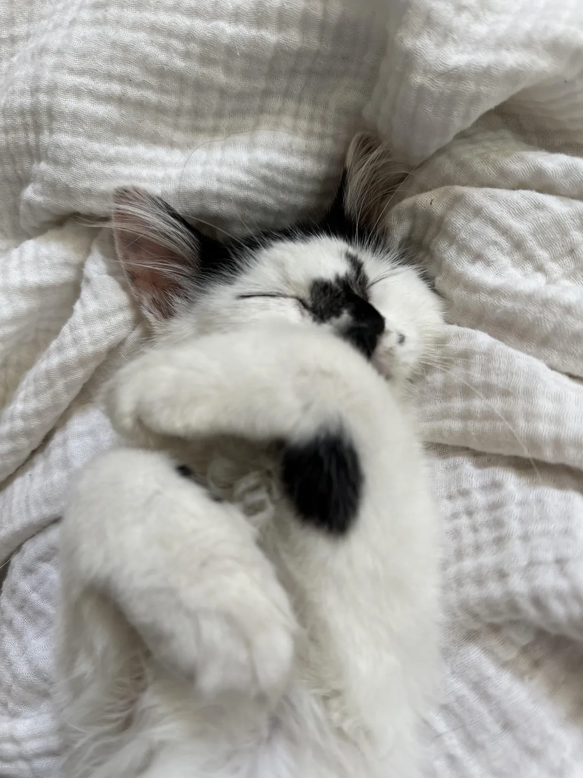 Kitty I rescued… Followed me into work, so I took her home!!