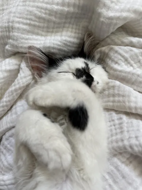 Kitty I rescued… Followed me into work, so I took her home!!