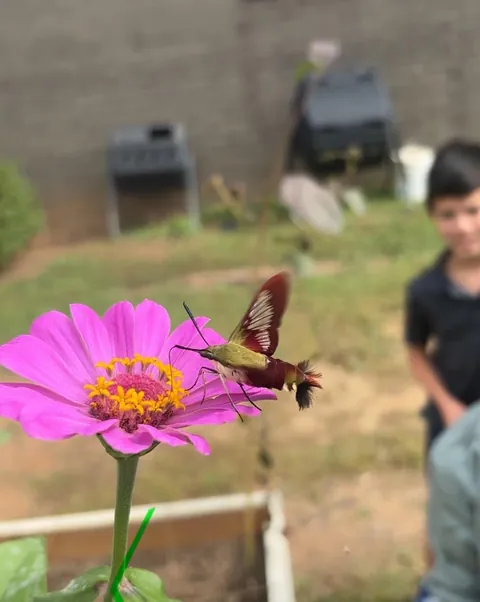 Hummingbird moth - school garden
