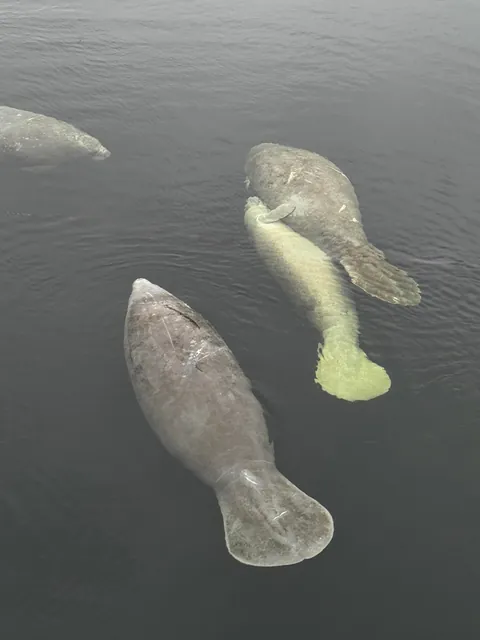 🔥Manatees in Florida