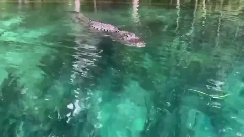 🔥 Alligator seen (up close) from paddleboard