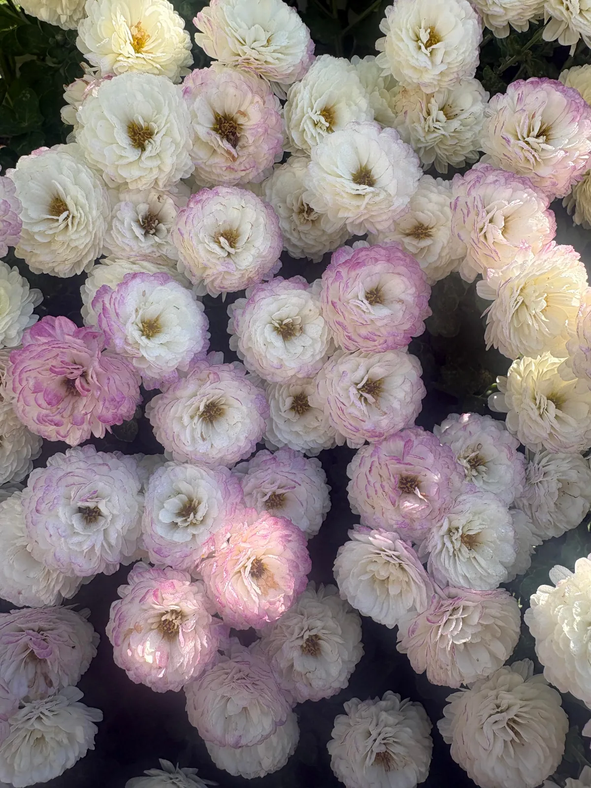 Planted mums in the ground last fall and they have quadrupled in size!!!