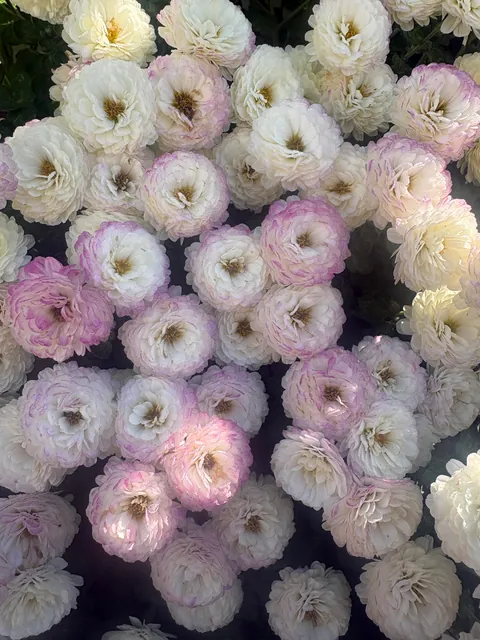 Planted mums in the ground last fall and they have quadrupled in size!!!
