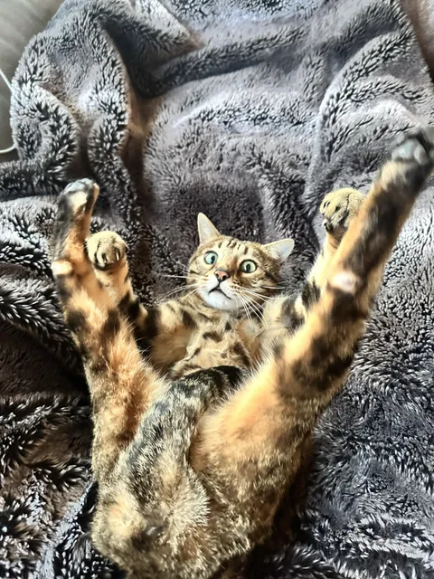 This is Sam. He loves getting belly skritches just like this. No joke.