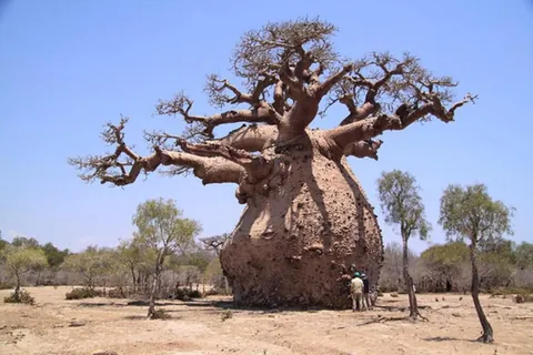 🔥This huge baobab tree