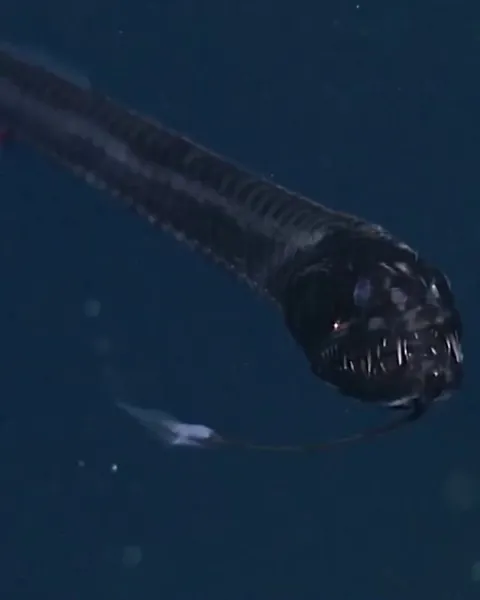 Black dragon fish 