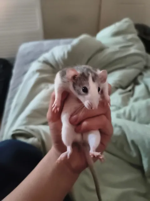 Do you talk to ur ratties