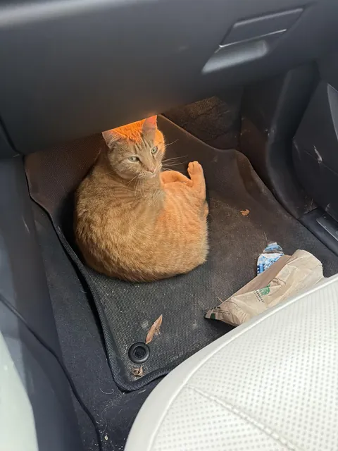 Kitty cat getting comfy in my car Spoiler alert: I don’t own this cat. I don’t own any cat!
