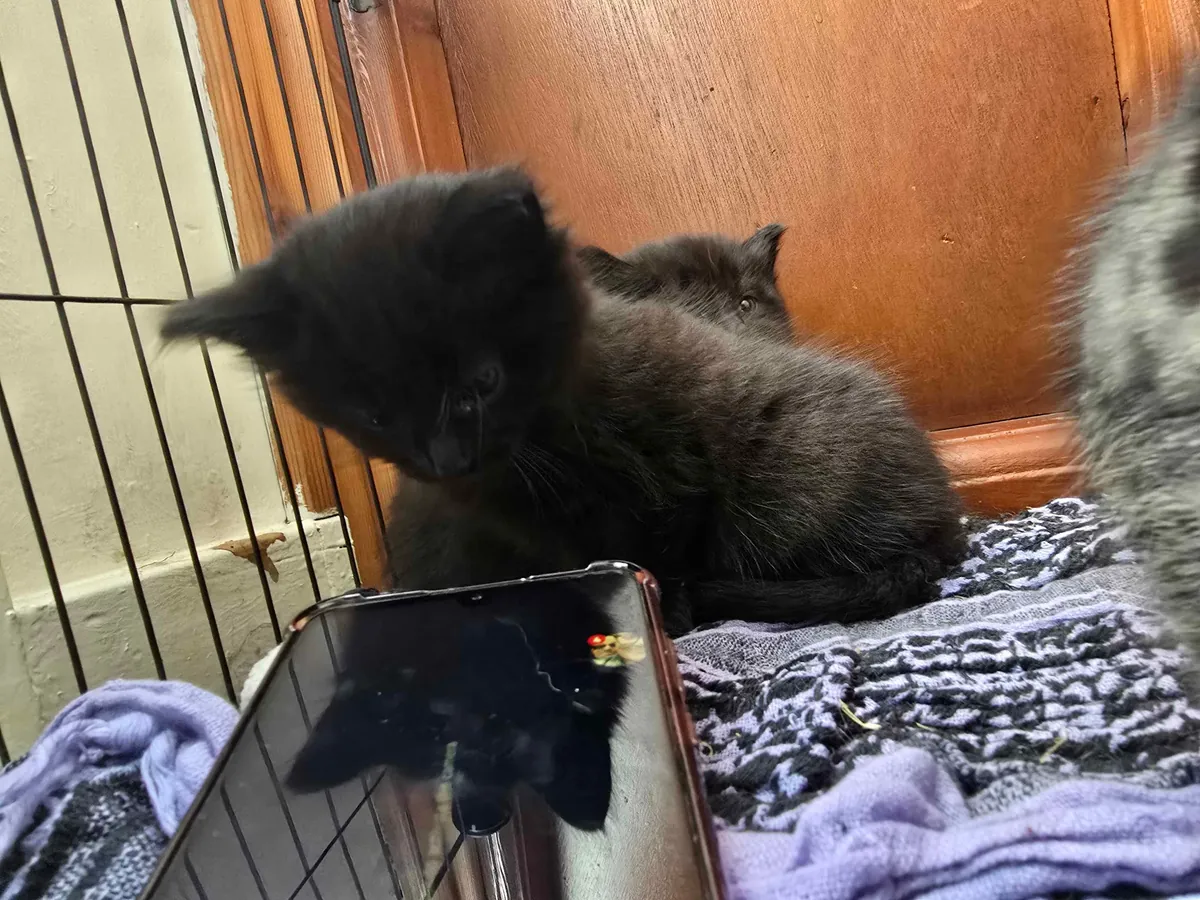 My new kitten, Petrus, sure is a character