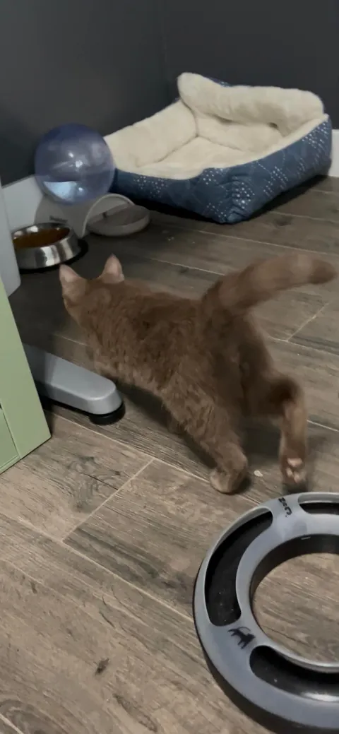 What color is my new baby