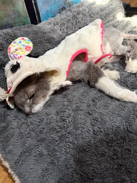 Update on Stella: the emaciated, abused cat, confined to a bathroom for 10 years - mats are removed and she’s ready for her new life with her loving home!