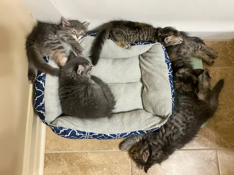 Of 5 Kittens, only one has figured out how to use the bed