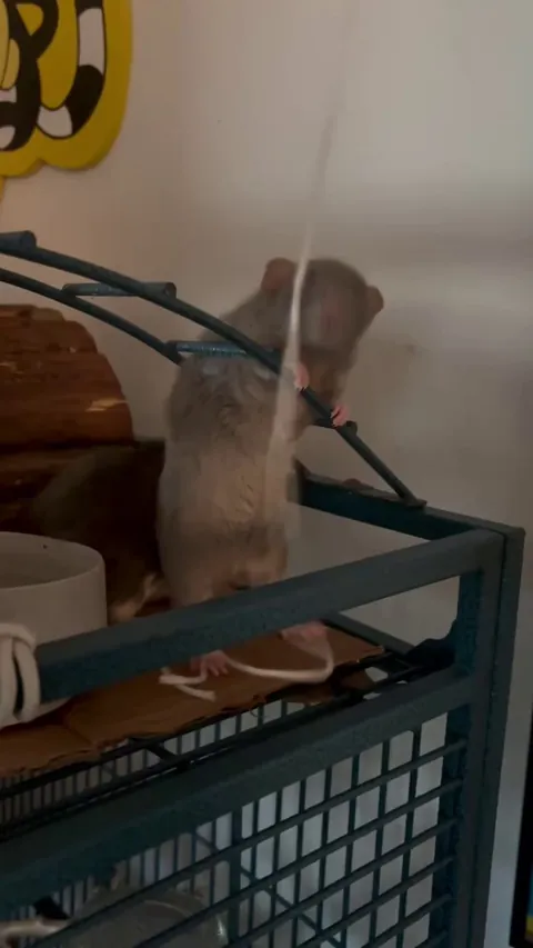 Has anyone else given their rats string to play with?