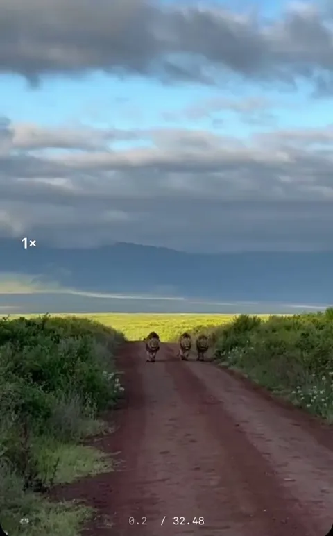 🔥 3 big Lions from Ngorongoro Crater on patrol, what a sight! 
