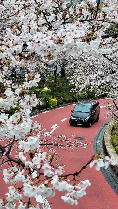 Tokyo under cherry blossoms, Mar/Apr 2025