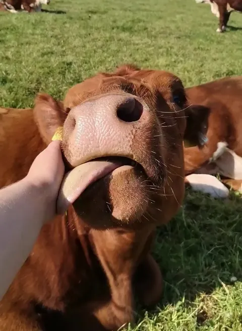 Chunk loves getting scratches around her nose!