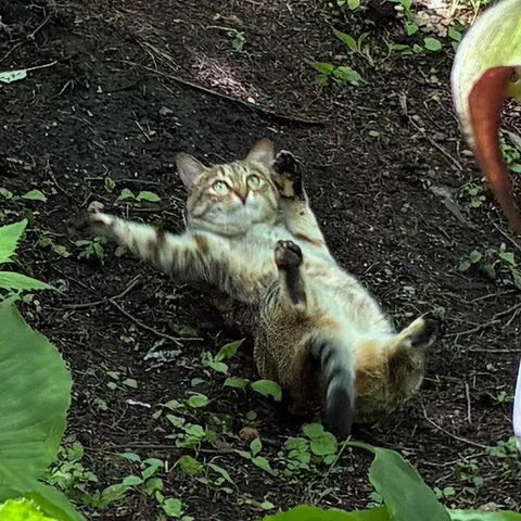 PsBattle: Cat on its back with paws raised