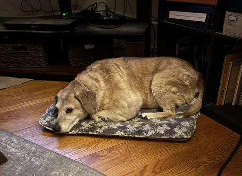 Mocha ate all the cheese and now it’s time for this 16-year-old to snoozle.