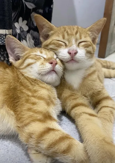 My 2 rescue cat loving each other