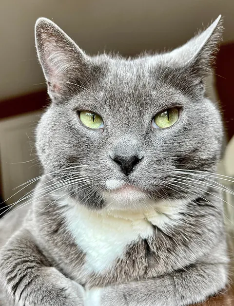 Show me your grey kitties  🩶