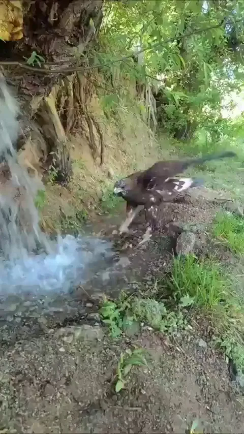 The Golden Eagle Drinking And Bathing Under a Natural Waterfall