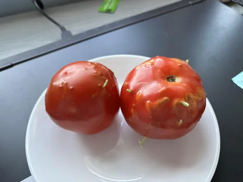 The tomatoes I bought from the store started sprouting without rotting