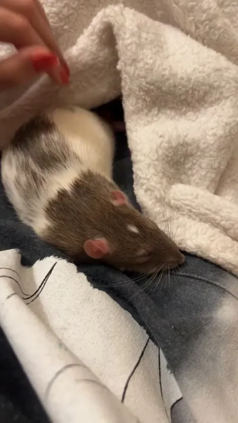 How can this little thing trust me so much 🥹