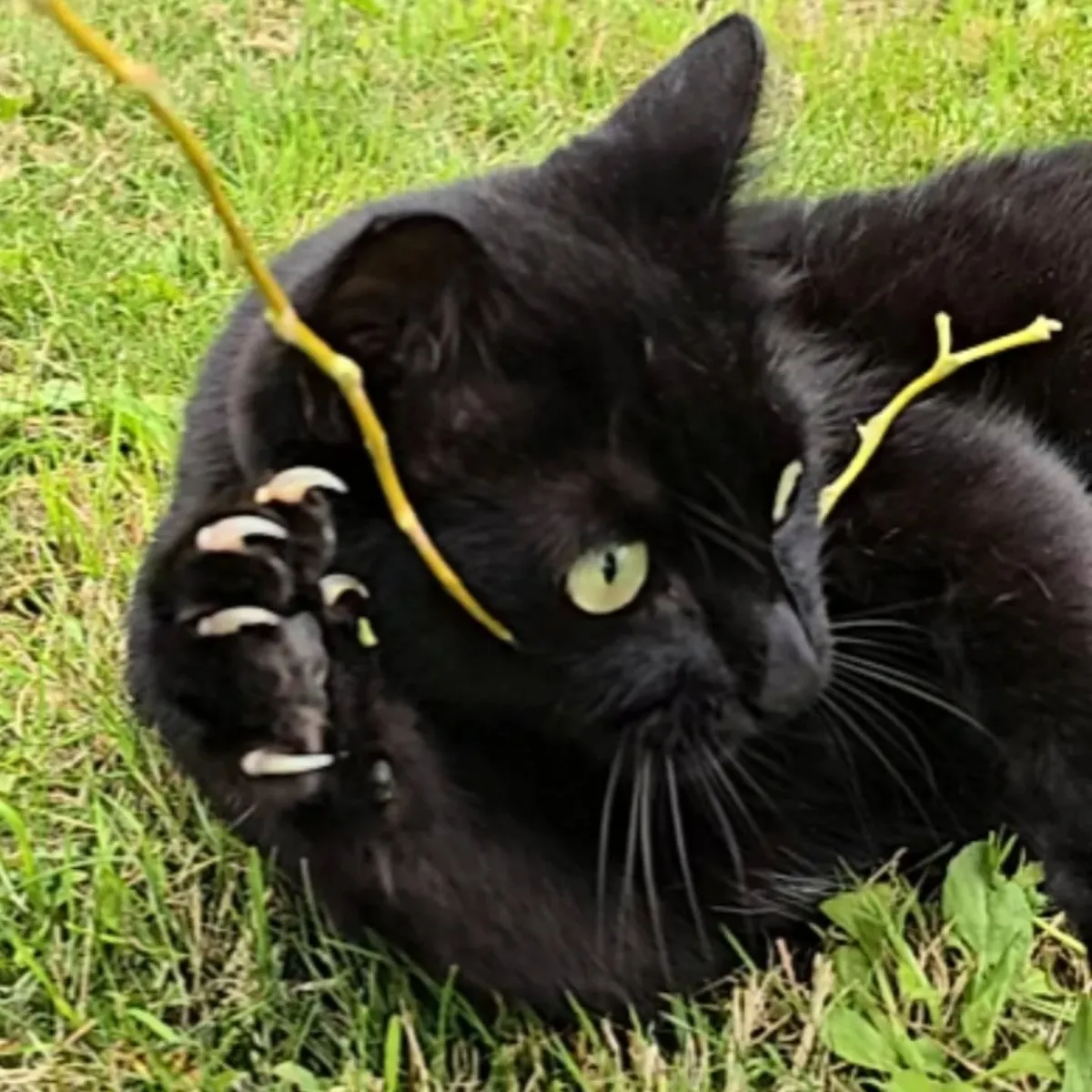 Meet Percy, the dramatic cat🎭