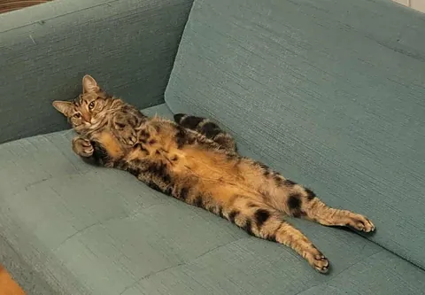 Just chilling like a regular cat