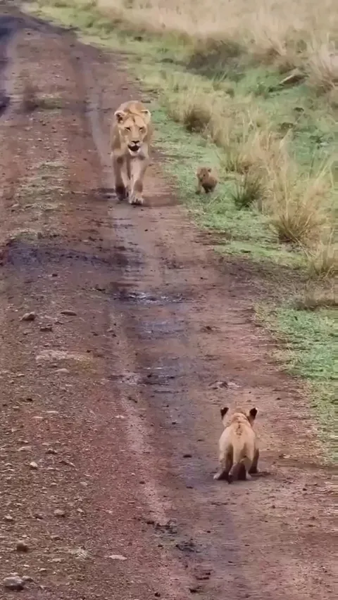 🔥 Little Lion cub gets lost from its mother in the savanna